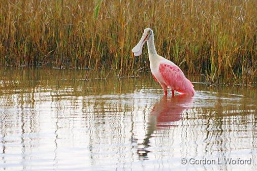 Roseate Spoonbill_32974.jpg - Roseate Spoonbill (Ajaia ajaja) photographed along the Gulf coast near Port Lavaca, Texas, USA.